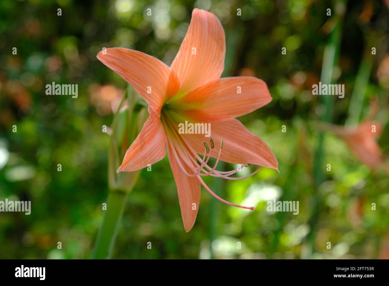 Indonesia Anambas Islands - Amaryllis bloom - Amaryllis belladonna Stock Photo