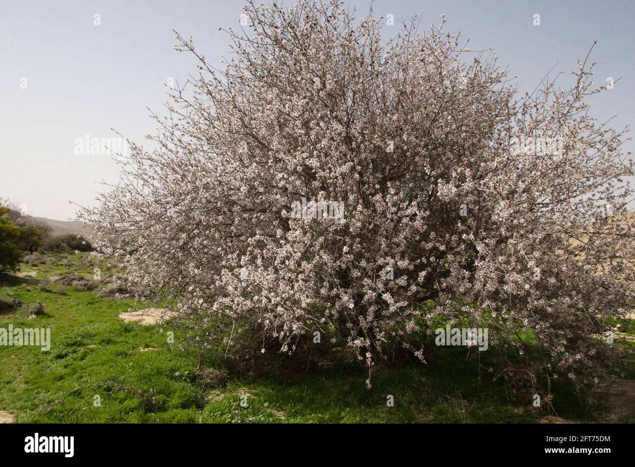 Remains of ancient agriculture and rainier climate, Almond Tree planted