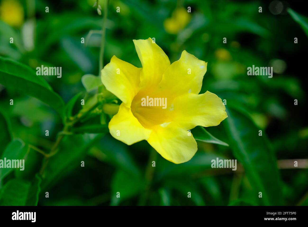 Indonesia Anambas Islands - Yellow Allamanda cathartica Stock Photo