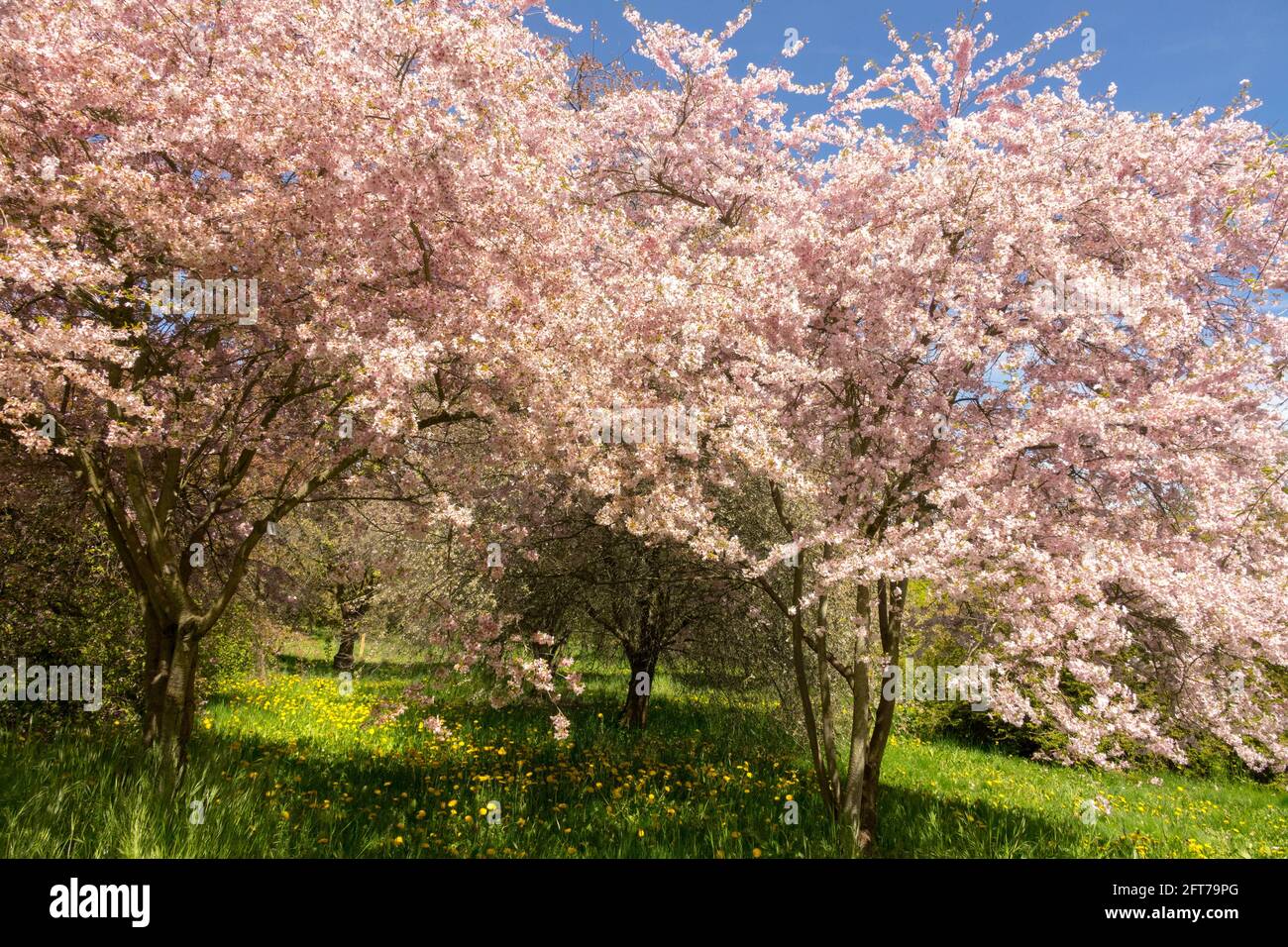 Prunus Incisa Pink Ballerina trees Stock Photo