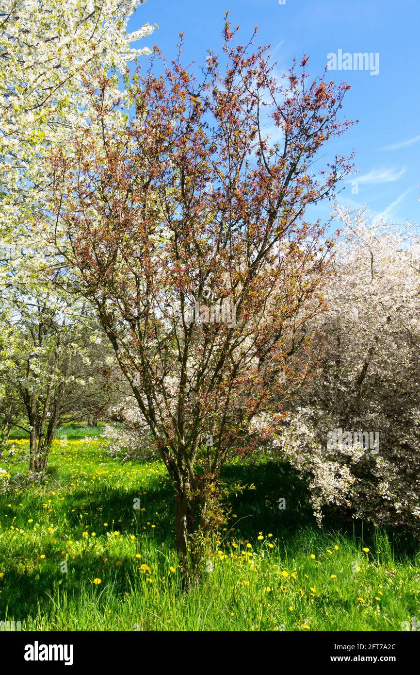 Prunus kurilensis 'Ruby' Prunus tree spring growing in garden Stock Photo