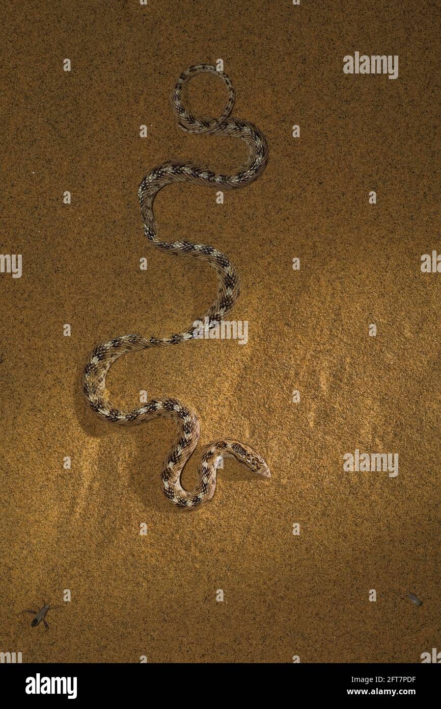 Awl Headed Snake, Desert National Park, Rajasthan, India Stock Photo