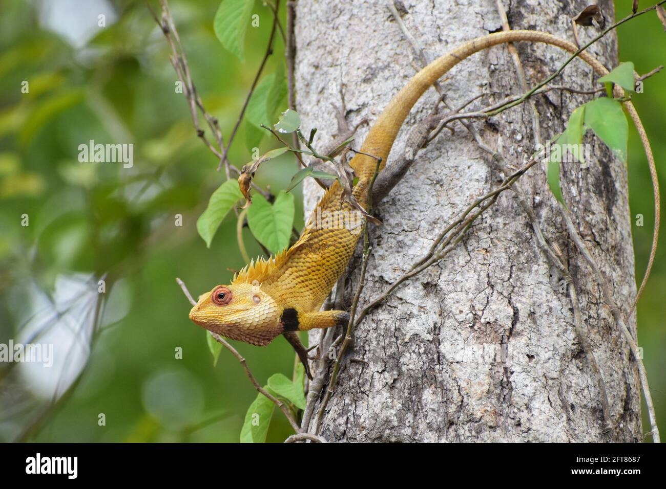 India Iguana High Resolution Stock Photography And Images Alamy