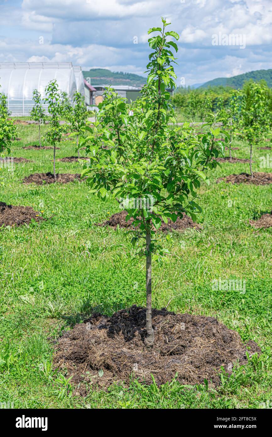 Apple trees are planted on a plot of land Stock Photo Alamy