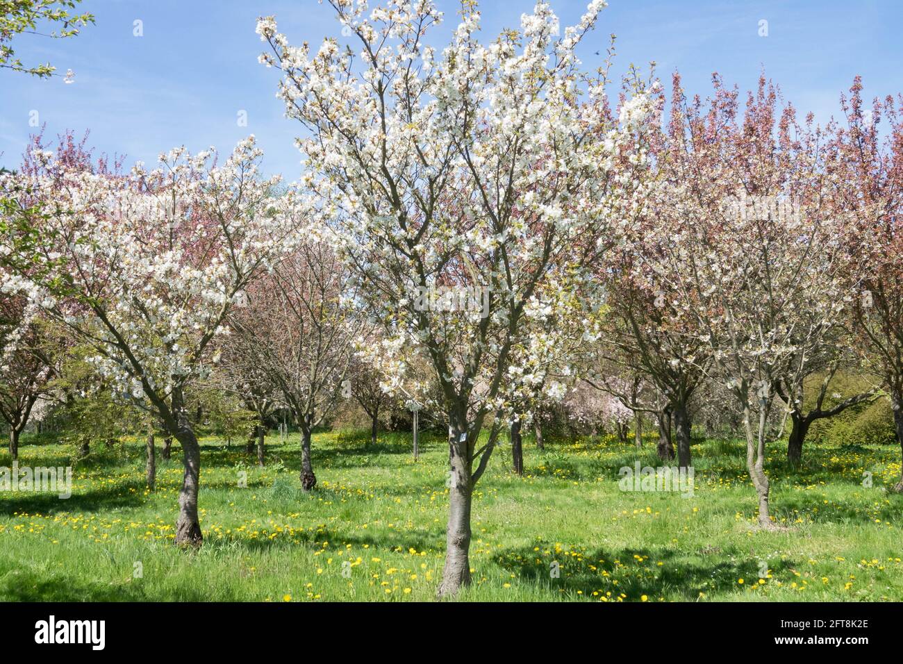 Prunus Ariake blooming in spring orchard Stock Photo