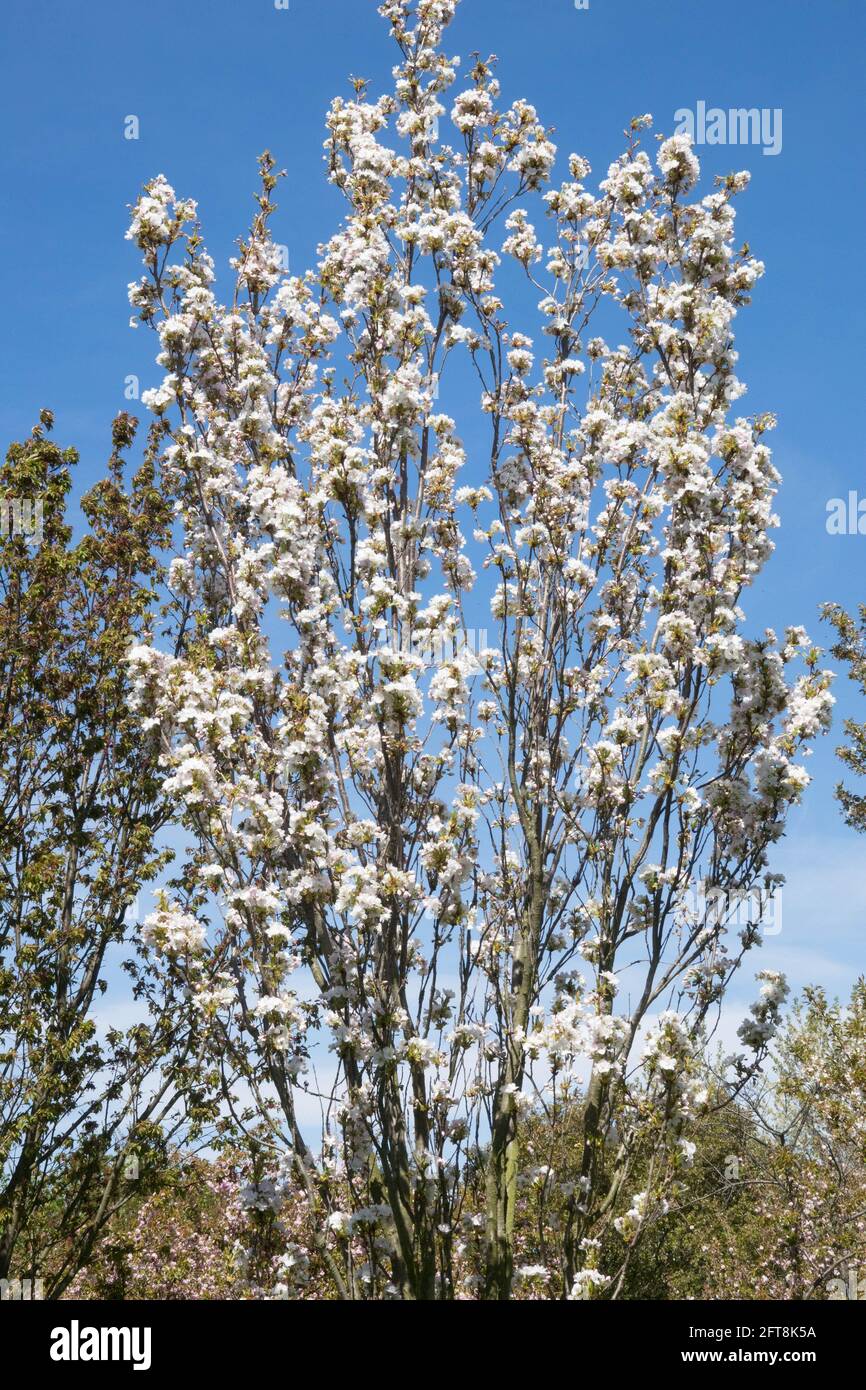 Prunus Amanogawa Prunus serrulata tree Stock Photo