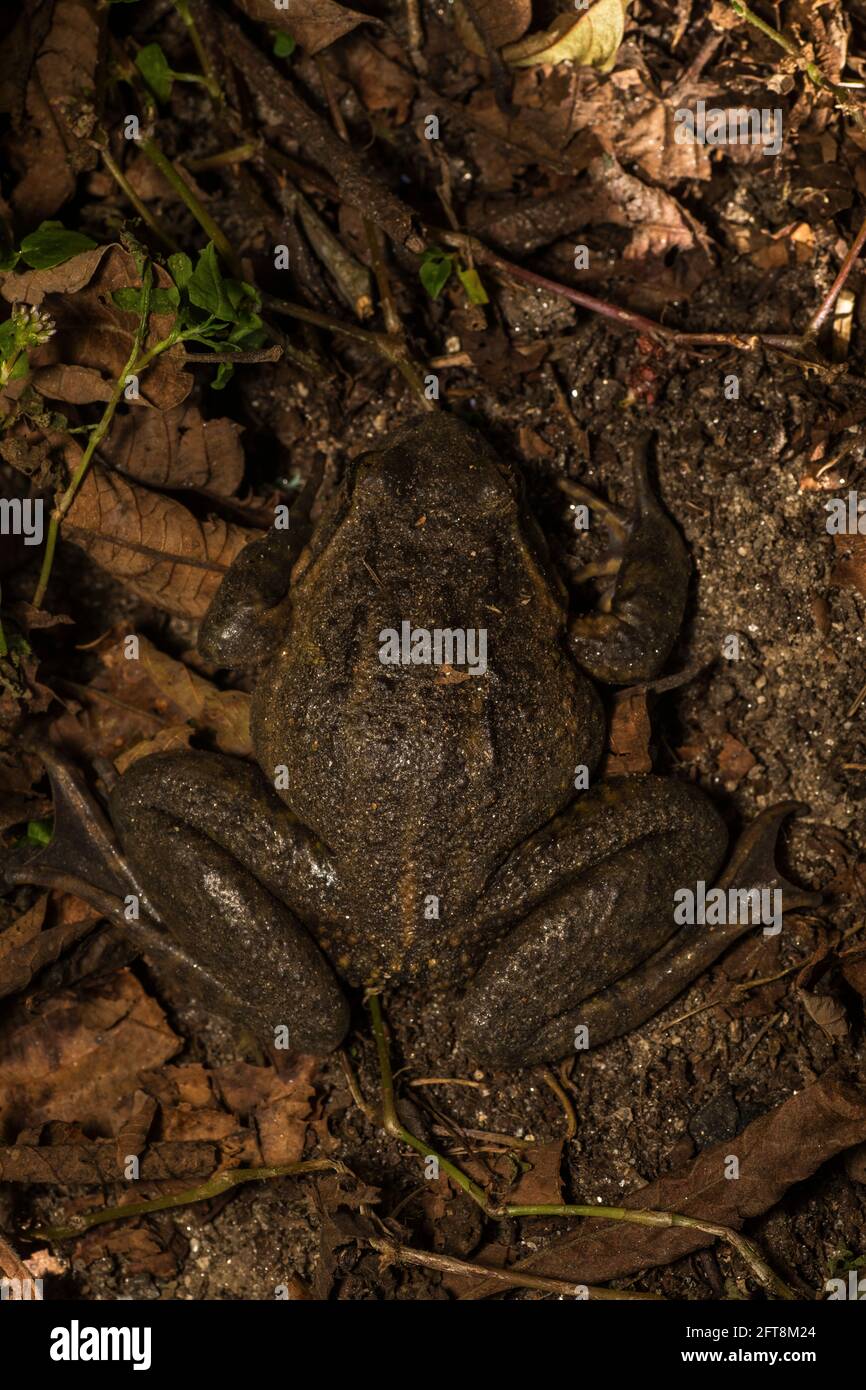 Nanorana liebigii hires stock photography and images Alamy