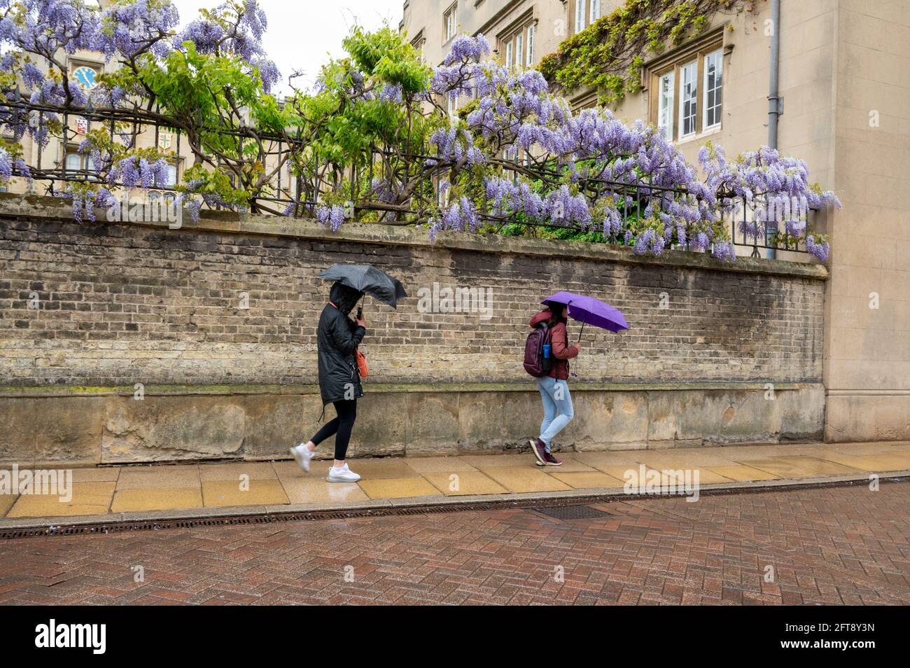 Cambridge, UK. 21st May, 2021. People walk by the wisteria blooming on the walls of Sidney Sussex College with umbrellas and raincoats. The late spring flowers are out in unseasonably wet and cold conditions as the UK weather continues to be unsettled for the time of year. Credit: Julian Eales/Alamy Live News Stock Photo