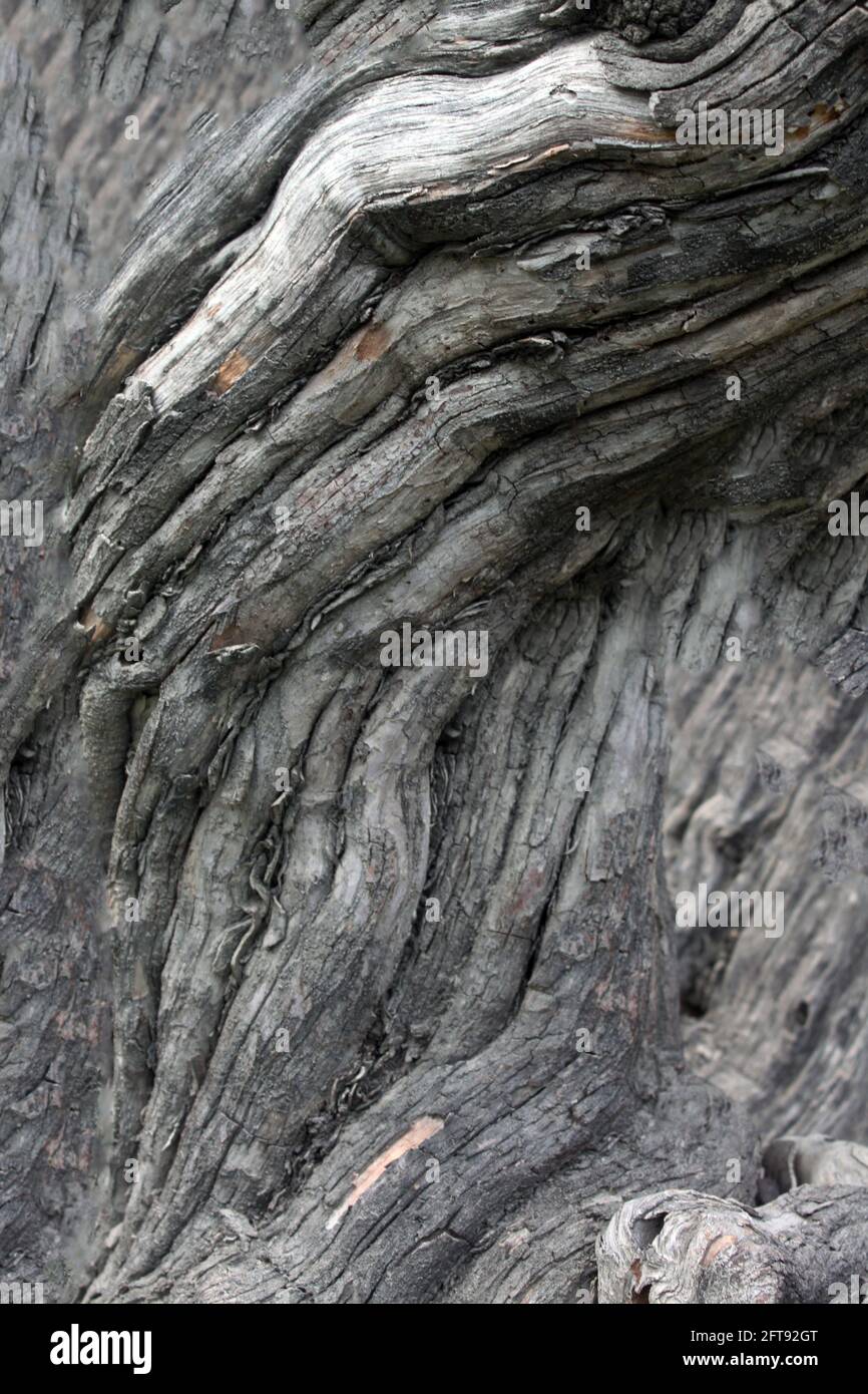 Closeup shot old tree hi-res stock photography and images - Alamy
