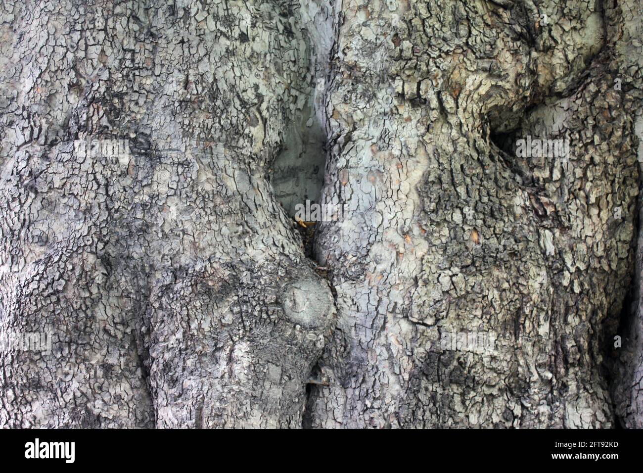 Closeup shot old tree hi-res stock photography and images - Alamy