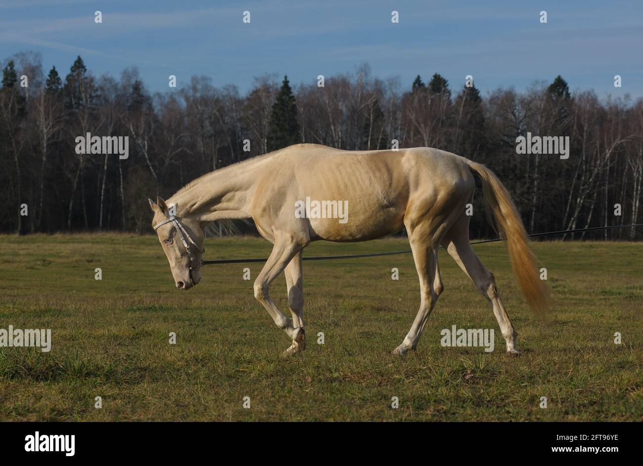 Beautiful akhal-teke horse on a cord being trained in the fields Stock Photo