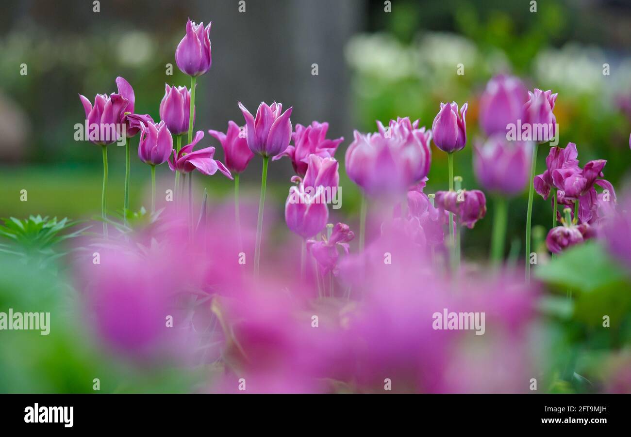 Beautiful purple tulip flowers background in the summer Stock Photo