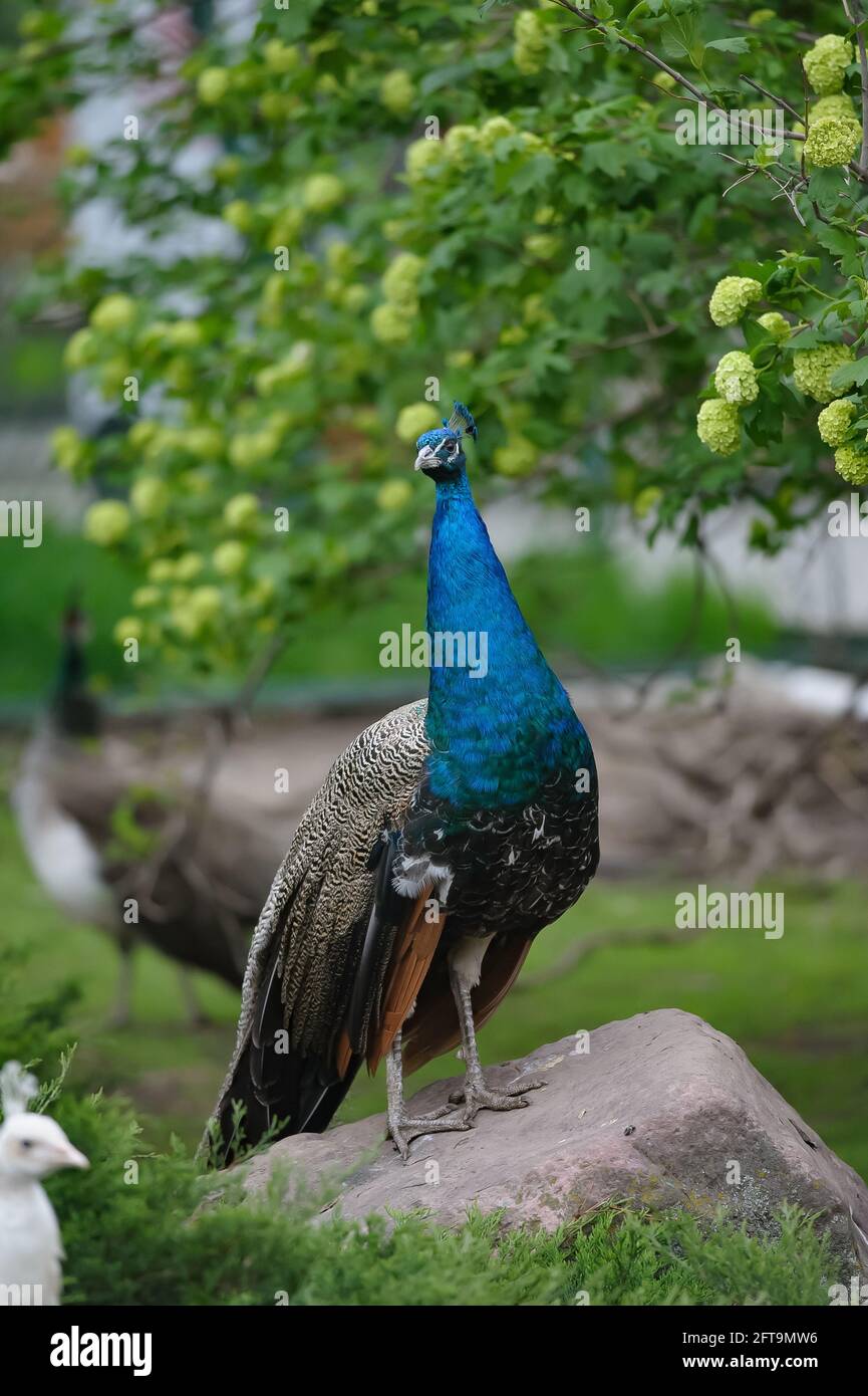 Peacock male posing on a beautiful greenery background. Vertical image Stock Photo