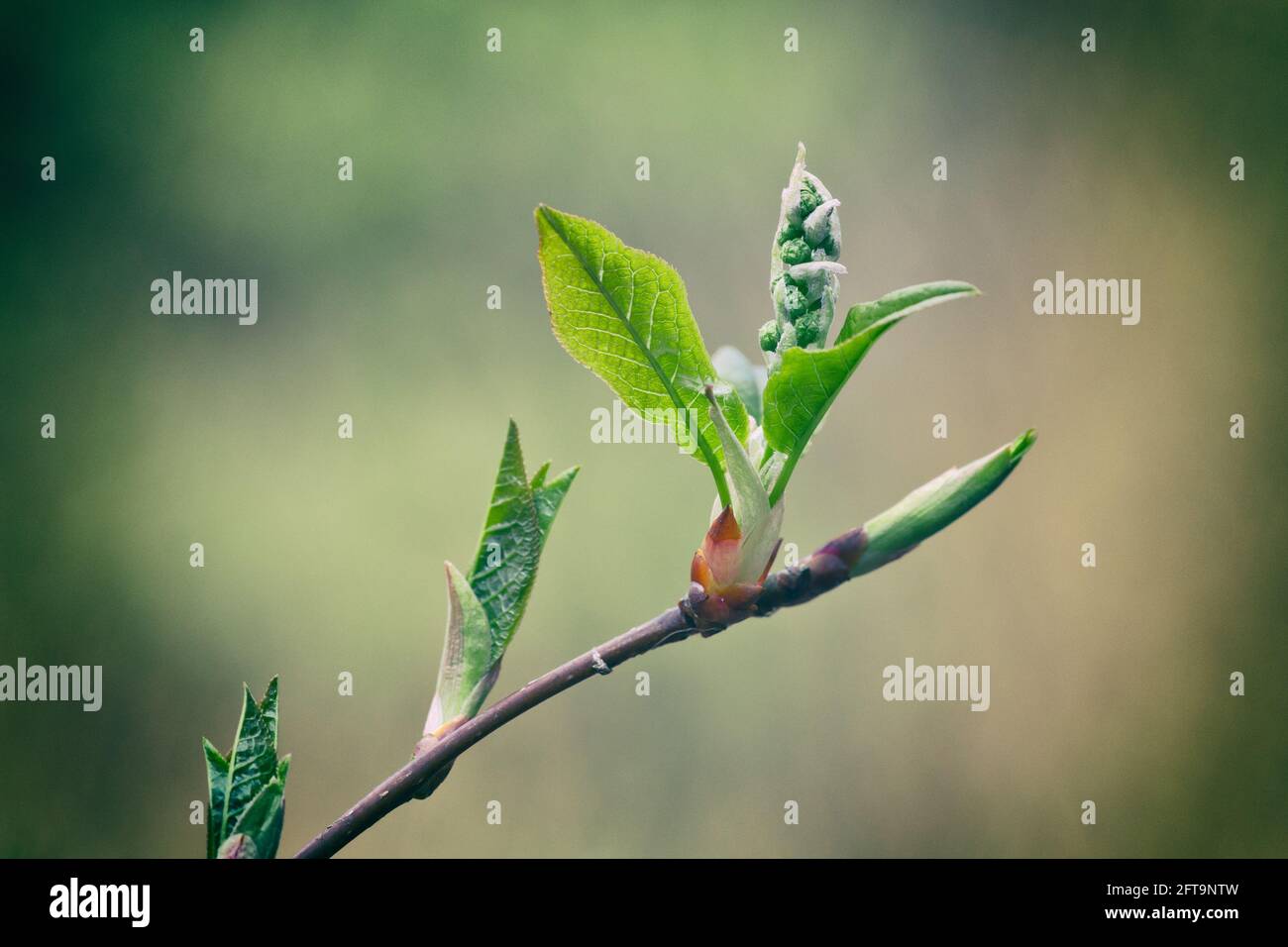 New fresh leaves growing on a tree Stock Photo Alamy