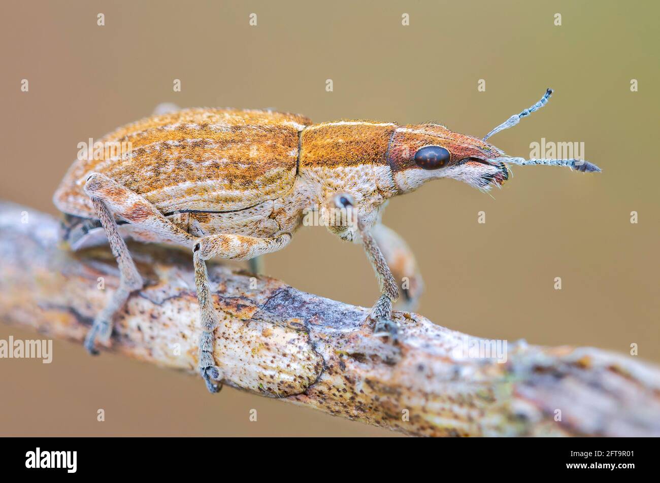 Sitona gressorius bug - Snout beatle on a branch Stock Photo