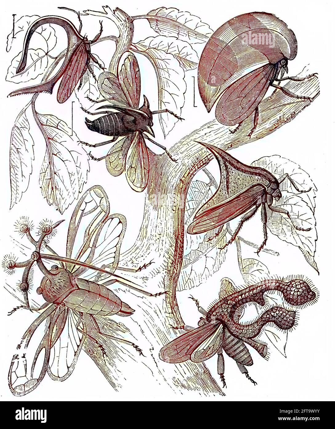 Treehoppers, from the Aetalionidae and thorn bugs are members of the family Membracidae  /  Buckelzirpen oder Buckelzikaden, verschiedene Arten, Illustration aus 1876, Historisch, historical, digital improved reproduction of an original from the 19th century / digitale Reproduktion einer Originalvorlage aus dem 19. Jahrhundert, hand-coloring, koloriert, Originaldatum nicht bekannt Stock Photo