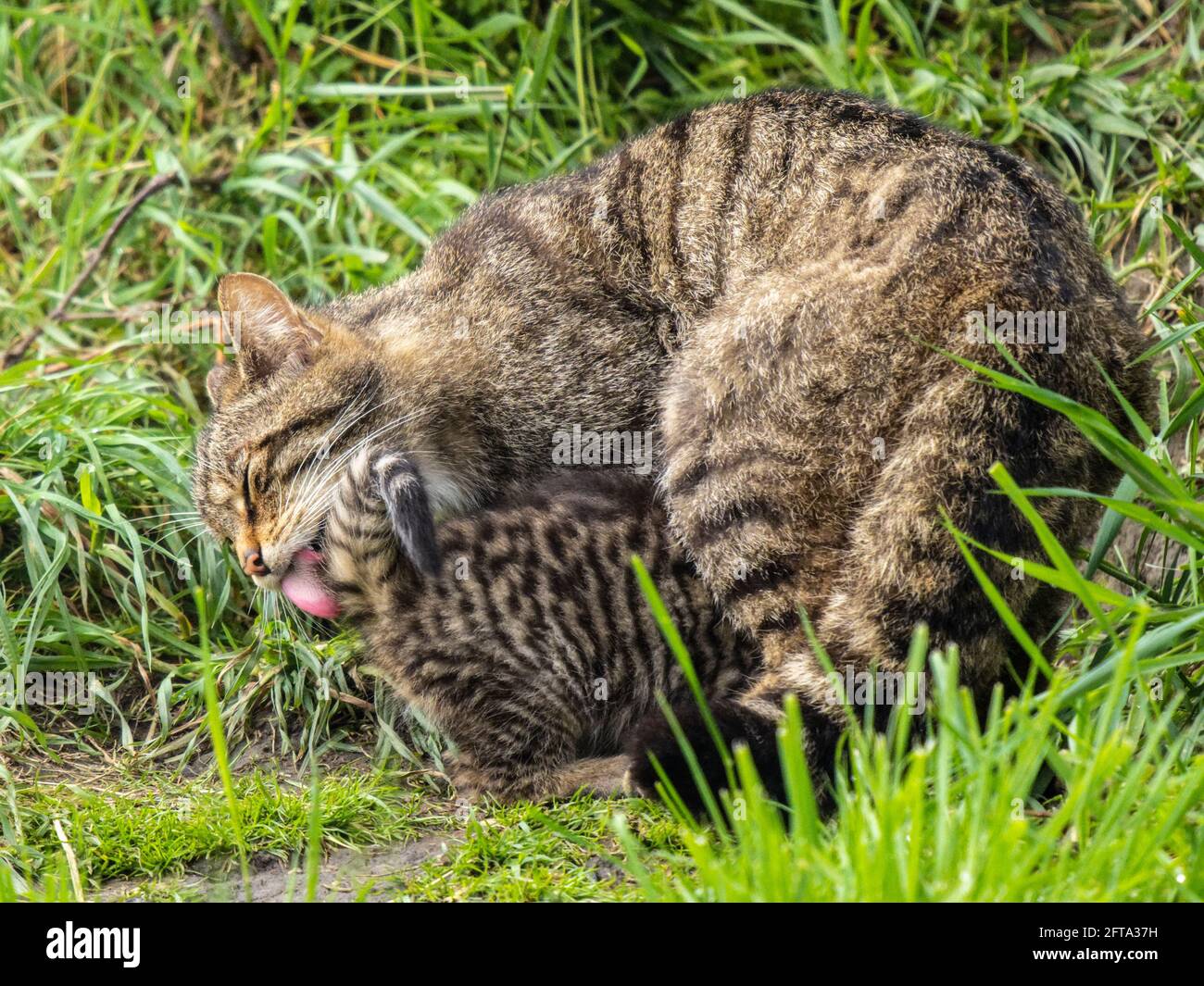 Scottish Wildcat Mother and Kitten Stock Photo
