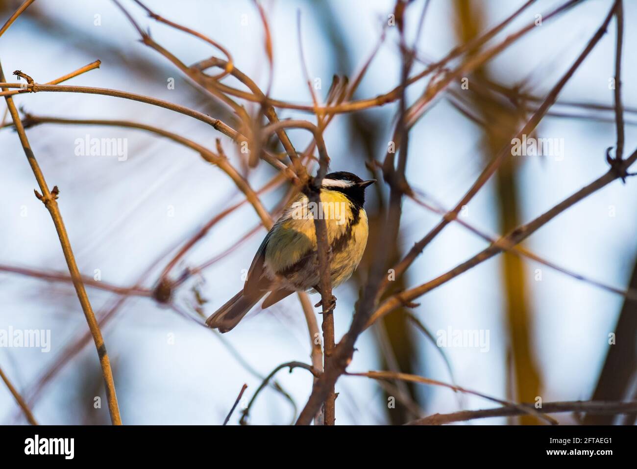 Little tit sitting on tree branch. Springtime photo of bird. Smoothed