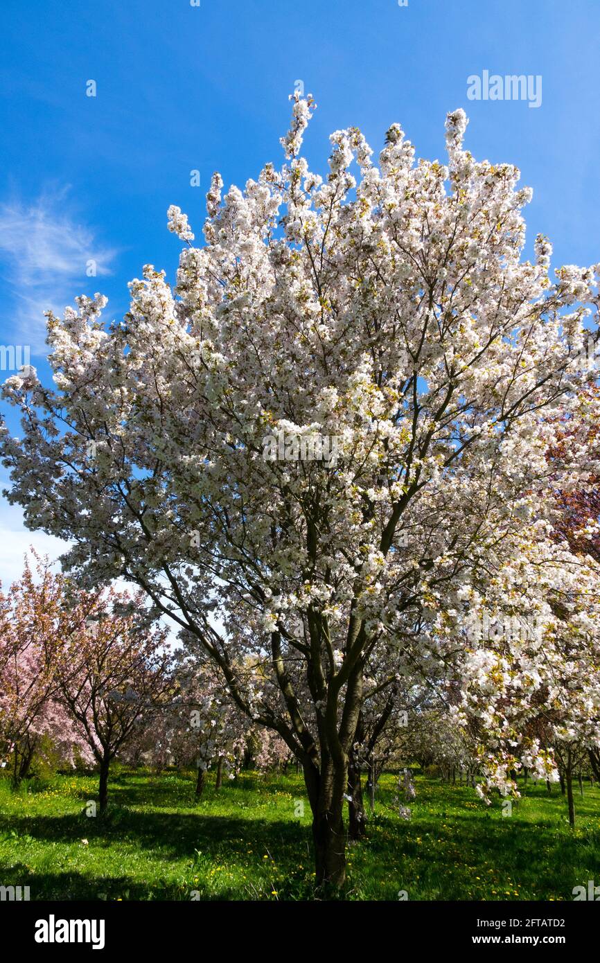 Prunus Sunset Boulevard, prunus cherry tree blooming Stock Photo