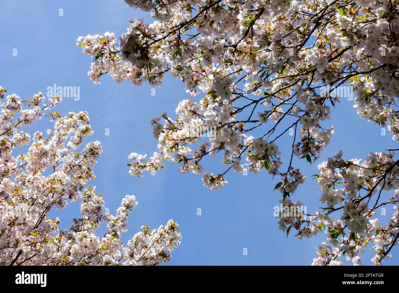 Prunus Sunset Boulevard Cherry Tree bossoms against blue sky spring Stock Photo