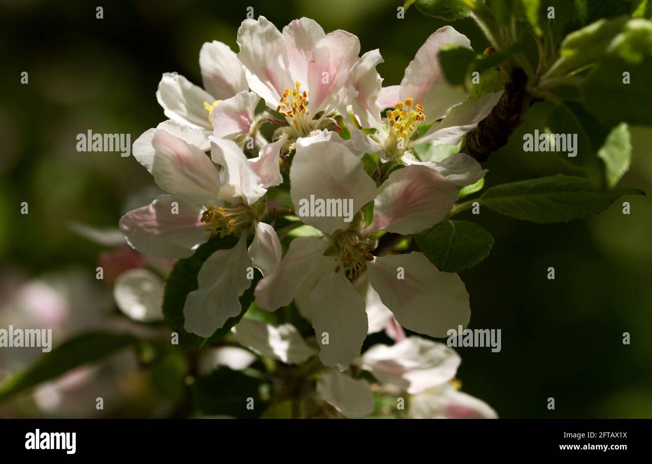 The delicate flowers of the cultivated Apple open during the spring. The Apple is economically important cash crop and thousands of hybrid varieties Stock Photo