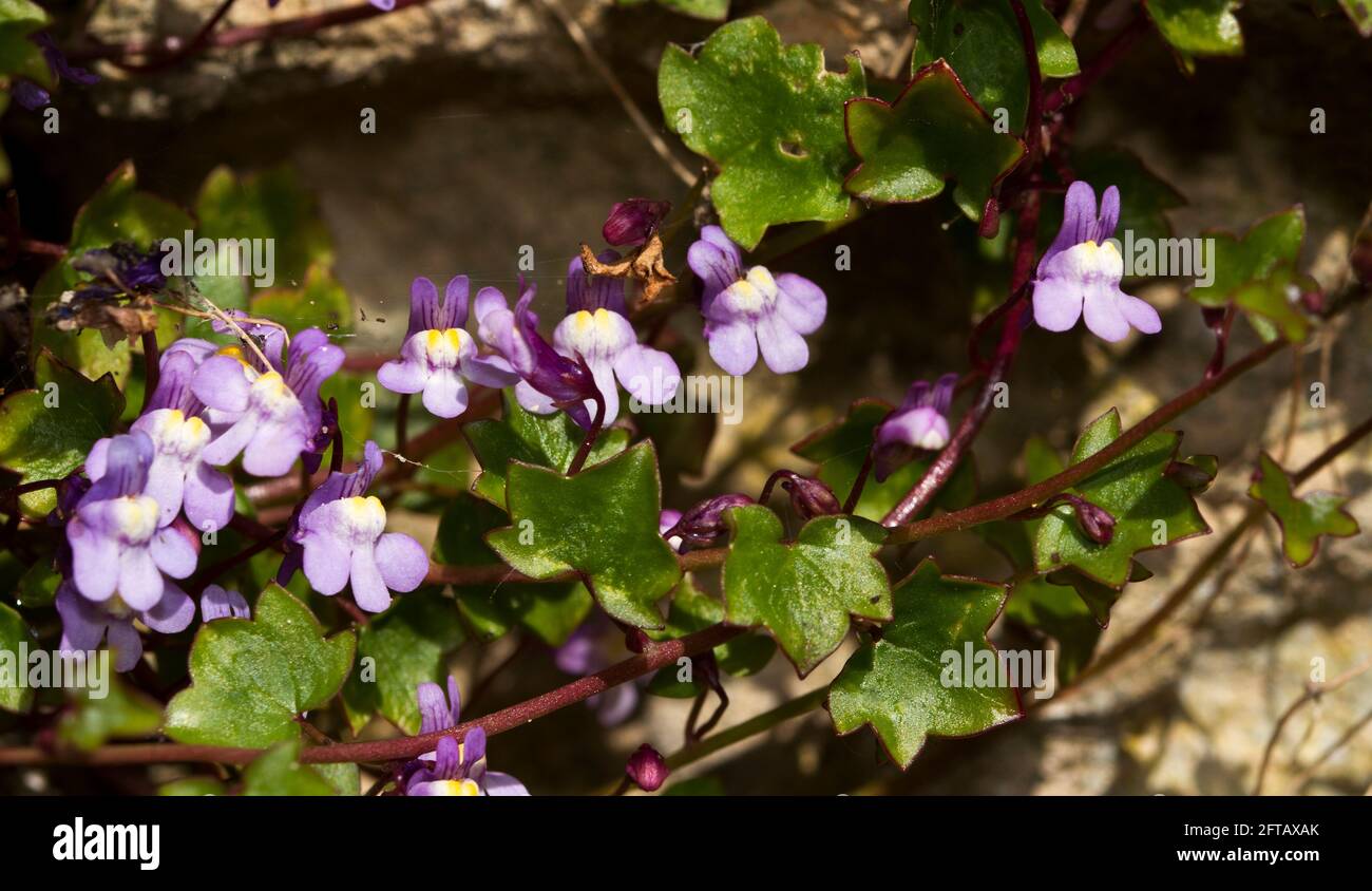 The diminutive Ivy-leaved Toadflax has adapted to survive and thrive in the hostile environment of rock faces and masonry. Stock Photo