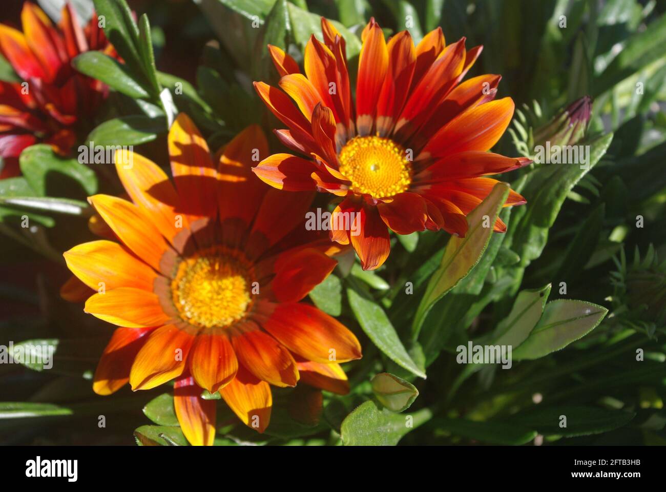 Gazania rigens, treasure flowers is a more common name. Stock Photo