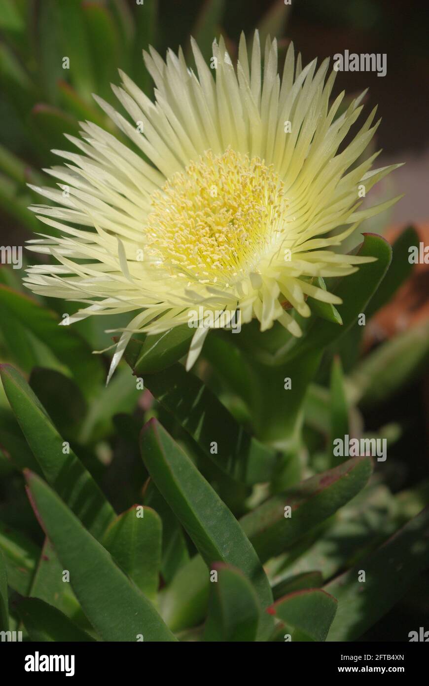 Carpobrotus edulis, commonly known as pigface, ice plant, sour fig, Hottentot fig, and clawberry is a ground-creeping plant family Aizoaceae Stock Photo