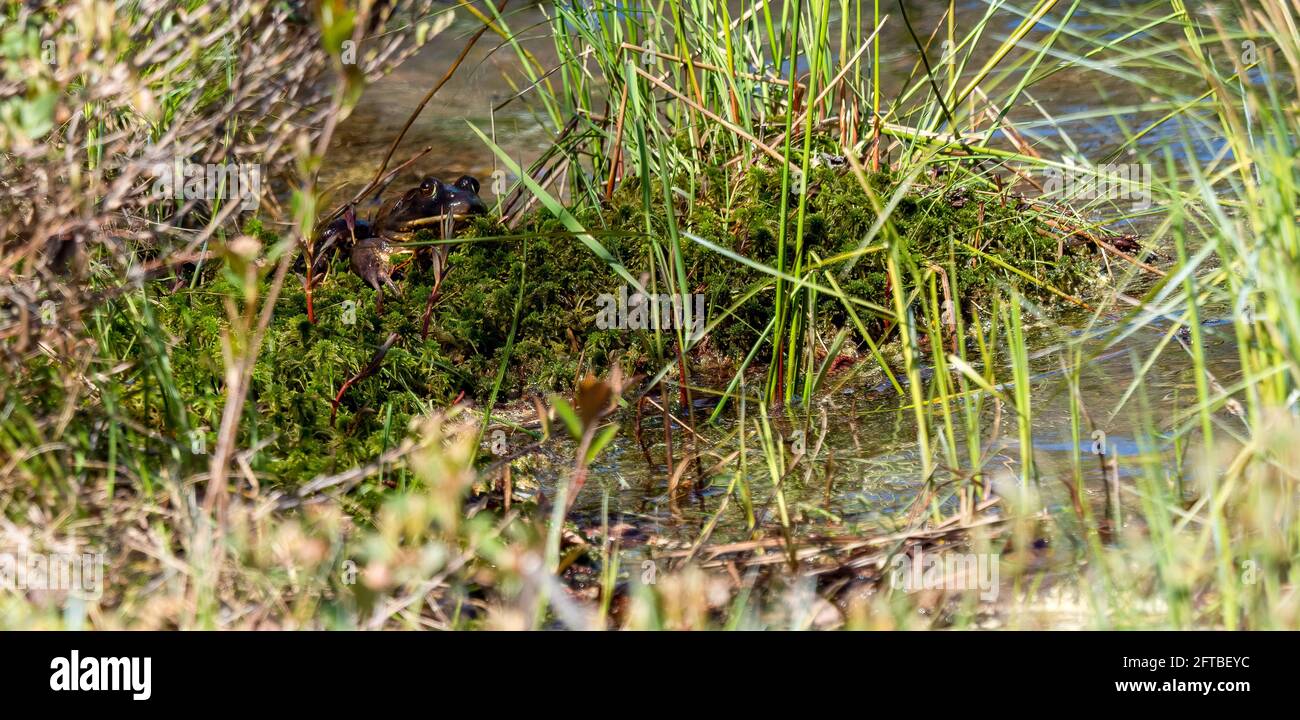 Bullfrog sitting in sphagnum moss on the edge of a pond Stock Photo