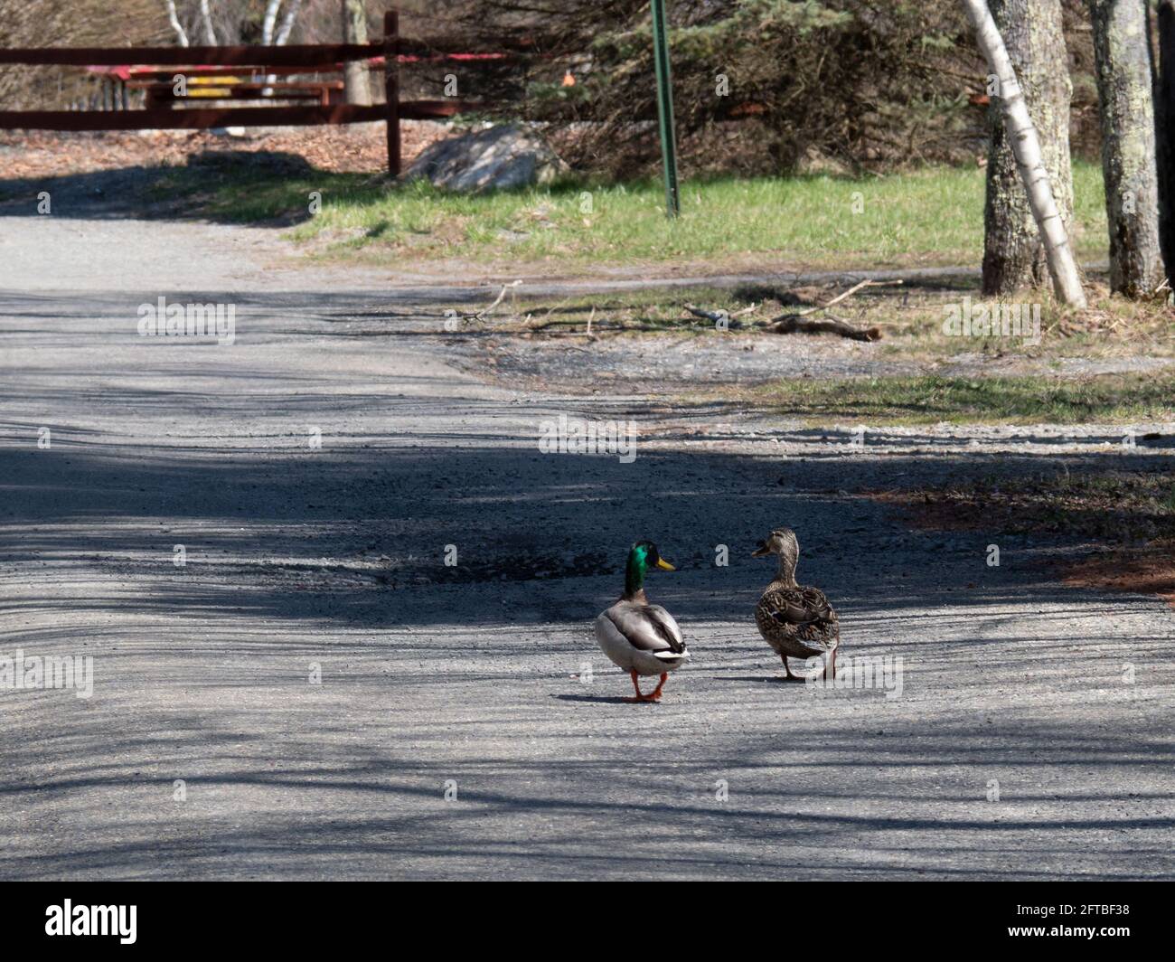 Mallard couple walking on a country road Stock Photo