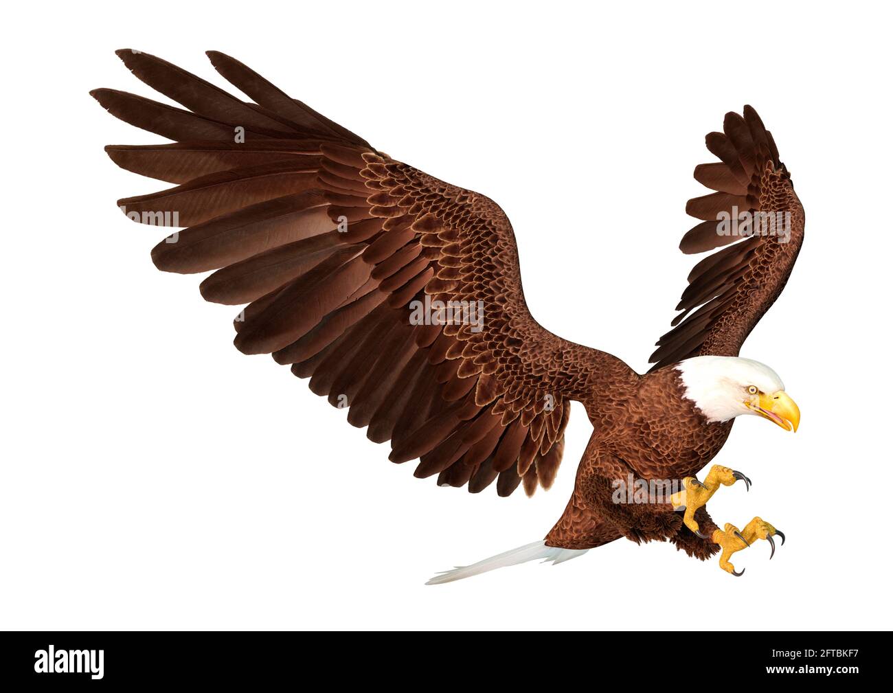 3D rendering of a bald eagle isolated on white background Stock Photo ...