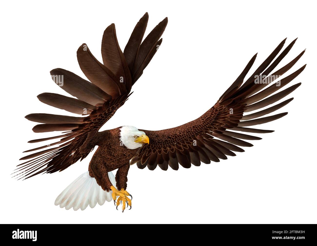 3D rendering of a bald eagle isolated on white background Stock Photo ...