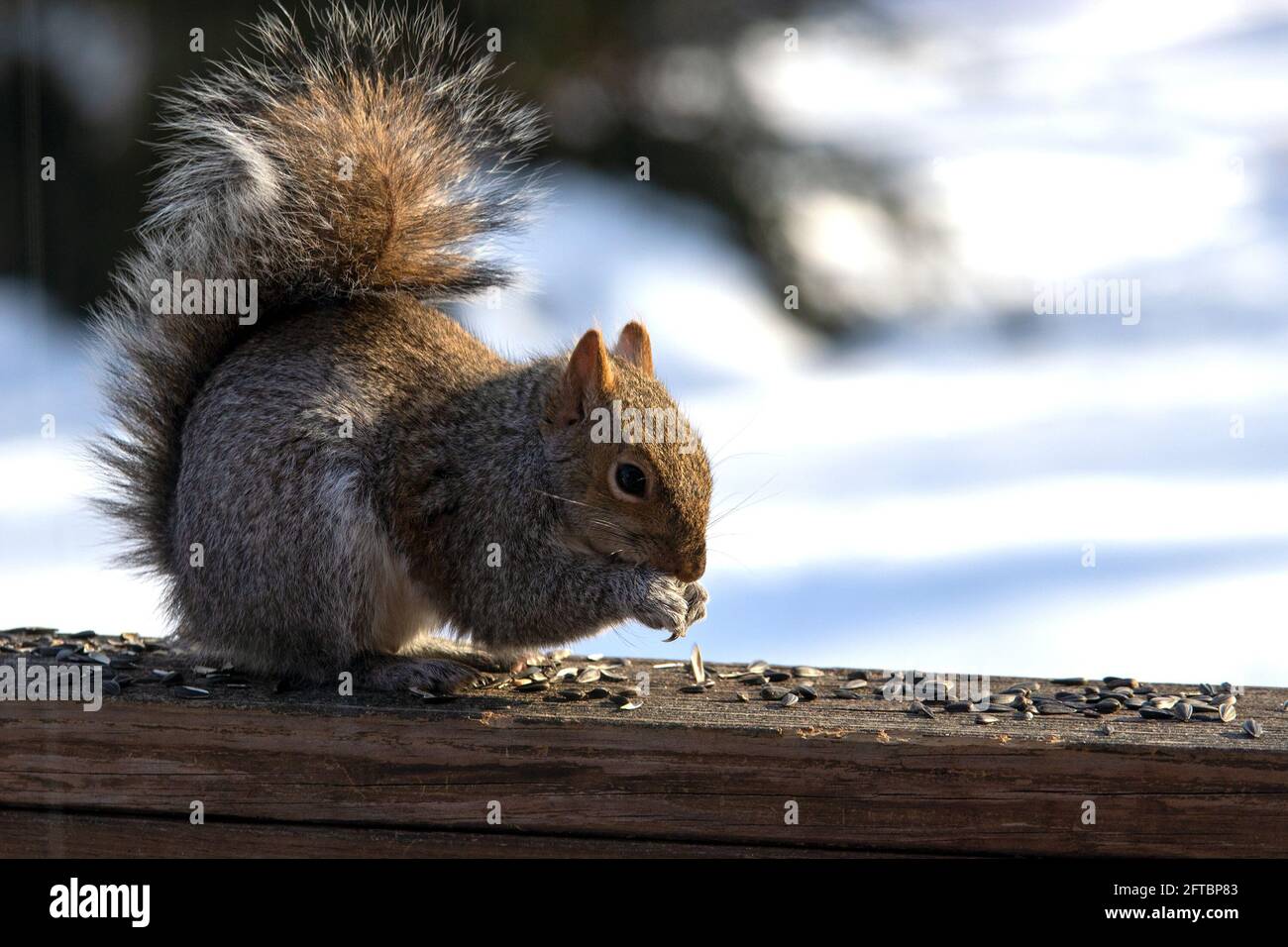 Grey squirrel eating sunflower seed in Winter Stock Photo
