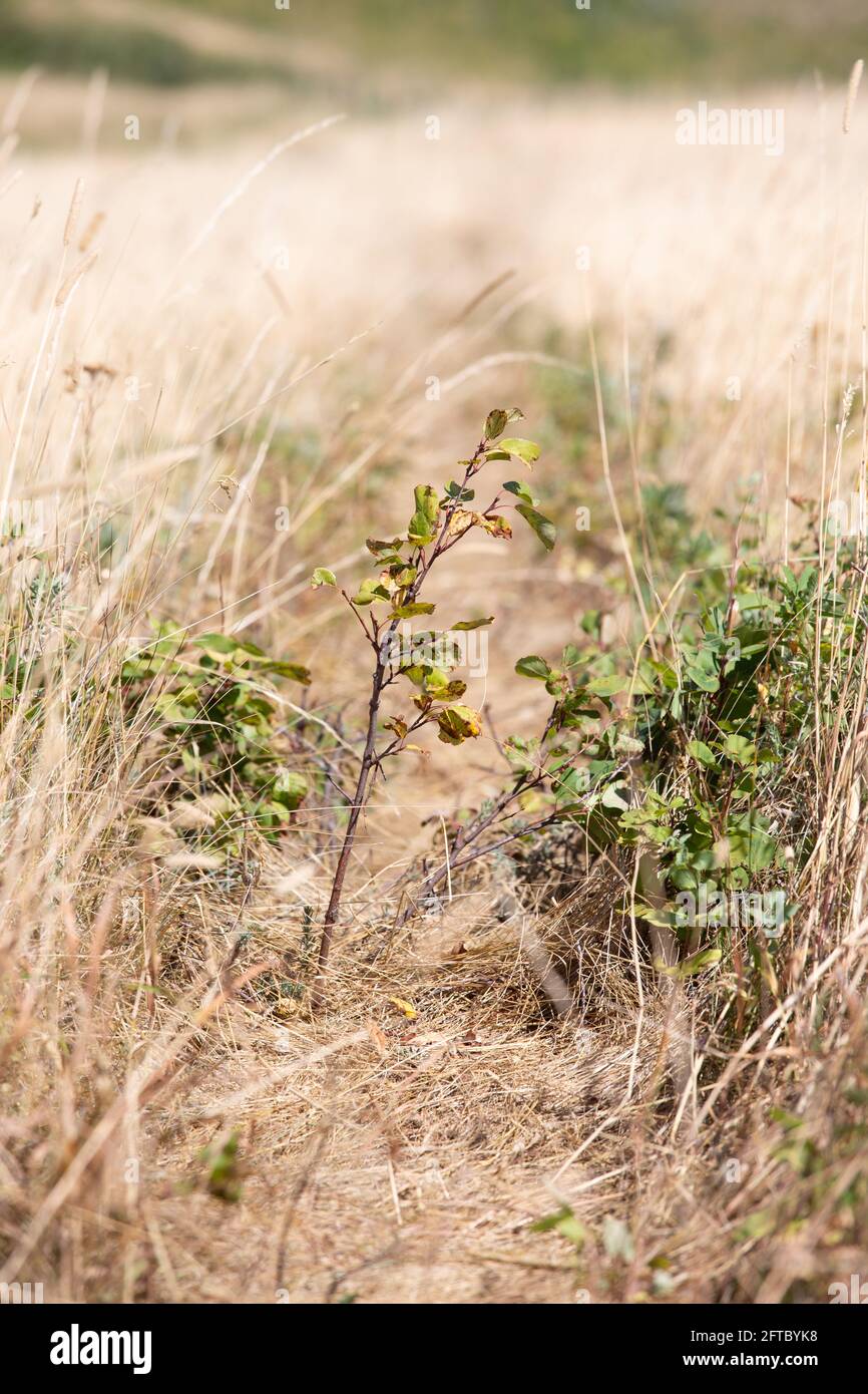 Vertical shot growing plants hi-res stock photography and images - Alamy