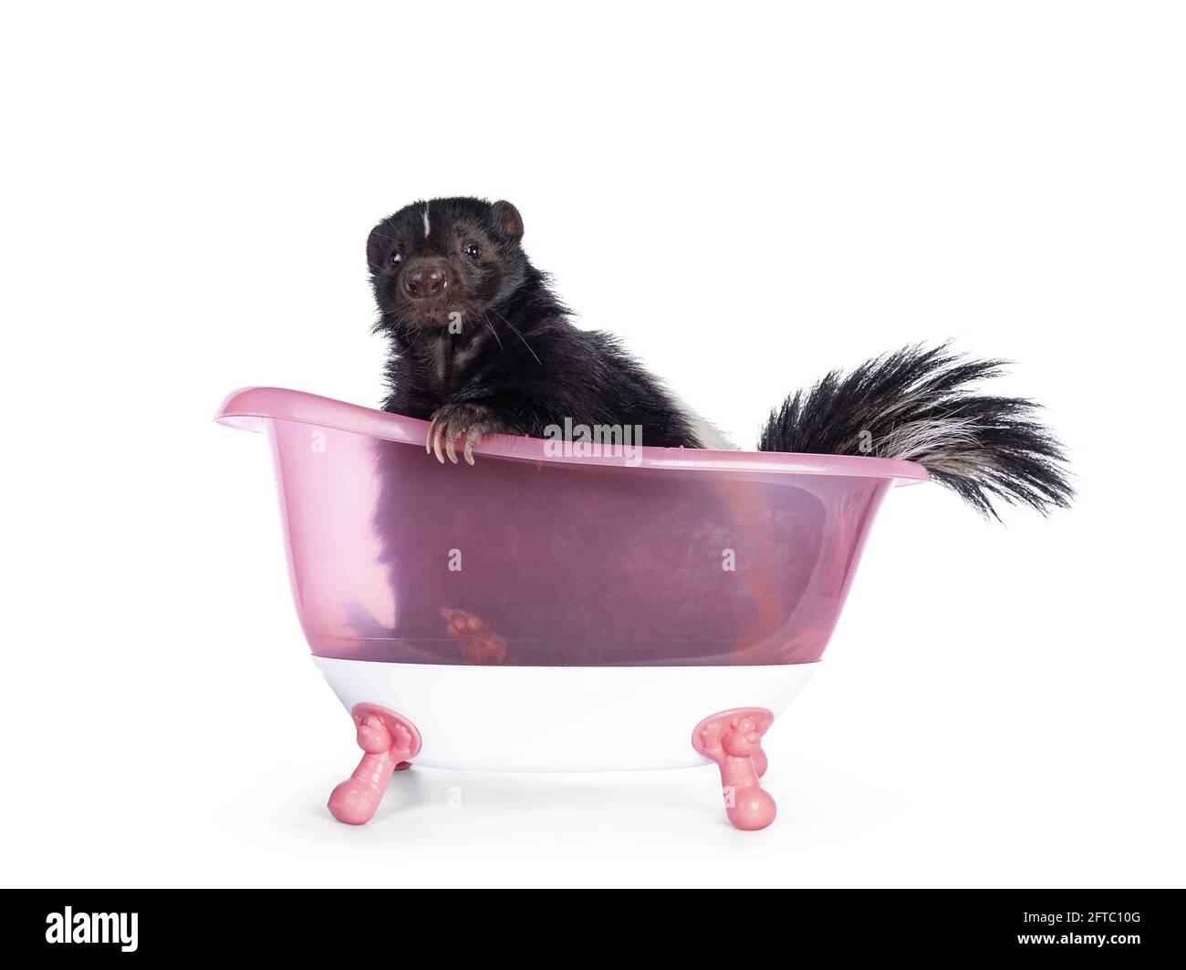 Cute classic black with white stripe young skunk aka Mephitis mephitis, sitting in pink toy bath tub. Looking straight at camera. Isolated on a white Stock Photo