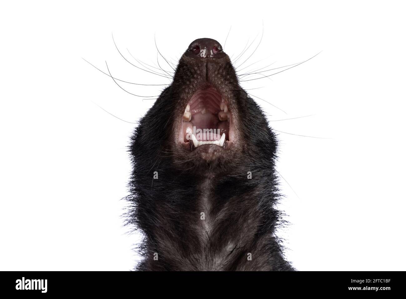 Haed shot of classic black with white stripe young skunk aka Mephitis mephiti. Looking up showing inside of mouth. Isolated on a white background. Stock Photo