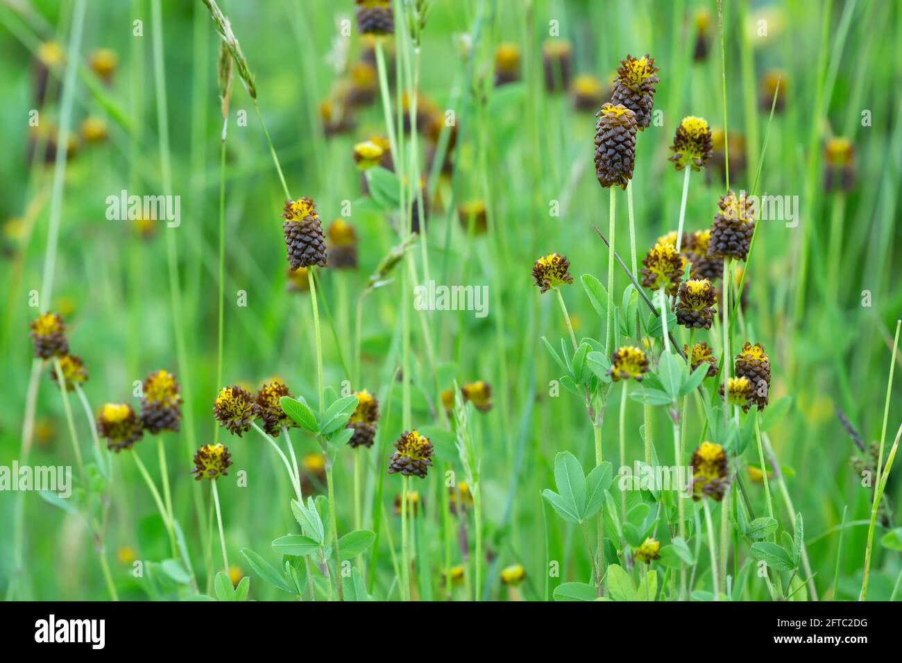 Brown moor clover, Trifolium spadiceum plants Stock Photo