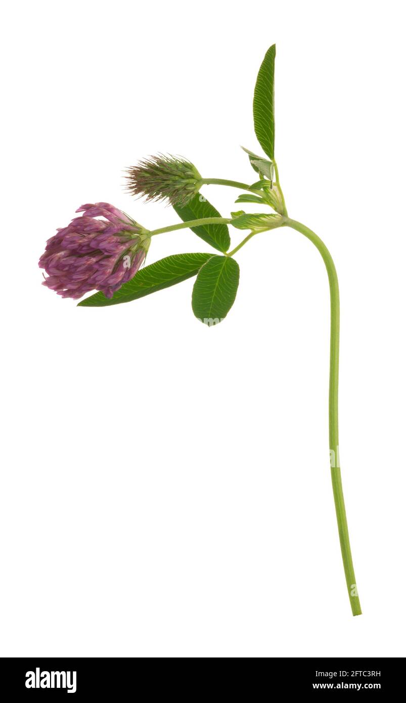 Zigzag clover, Trifolium medium isolated on white background Stock Photo