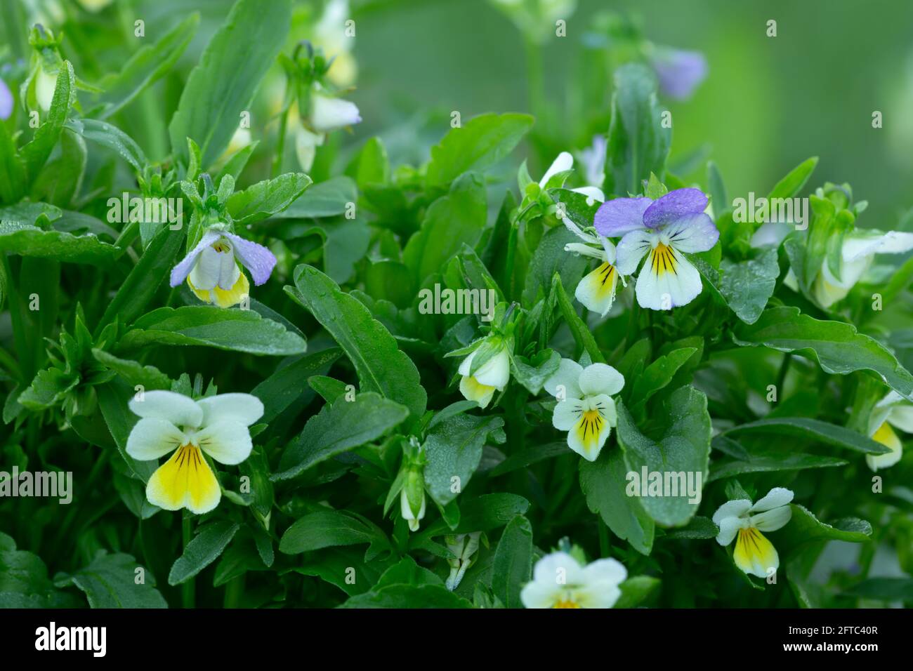 Blooming heartsease, Viola tricolor plants with dew photographed early morning Stock Photo