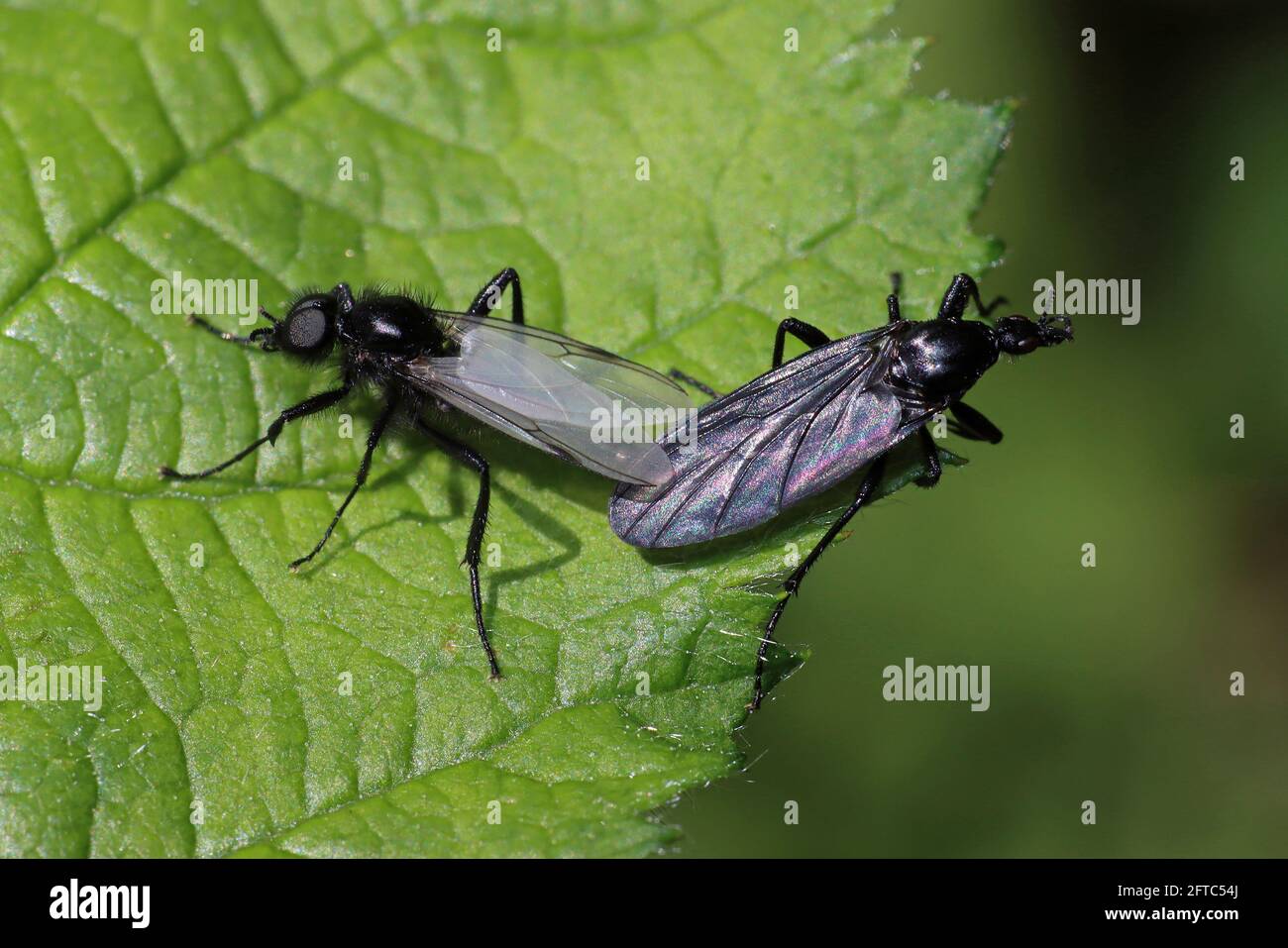 St. Mark's Fly (Bibio marci) - mating pair Stock Photo