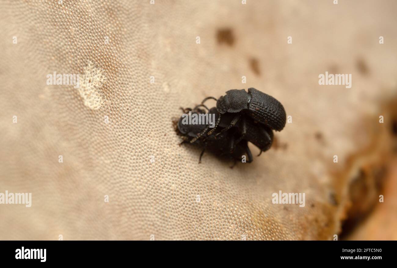 Mating behavior of Saproxylic beetles, Bolitophagus reticulatus on polypore Stock Photo