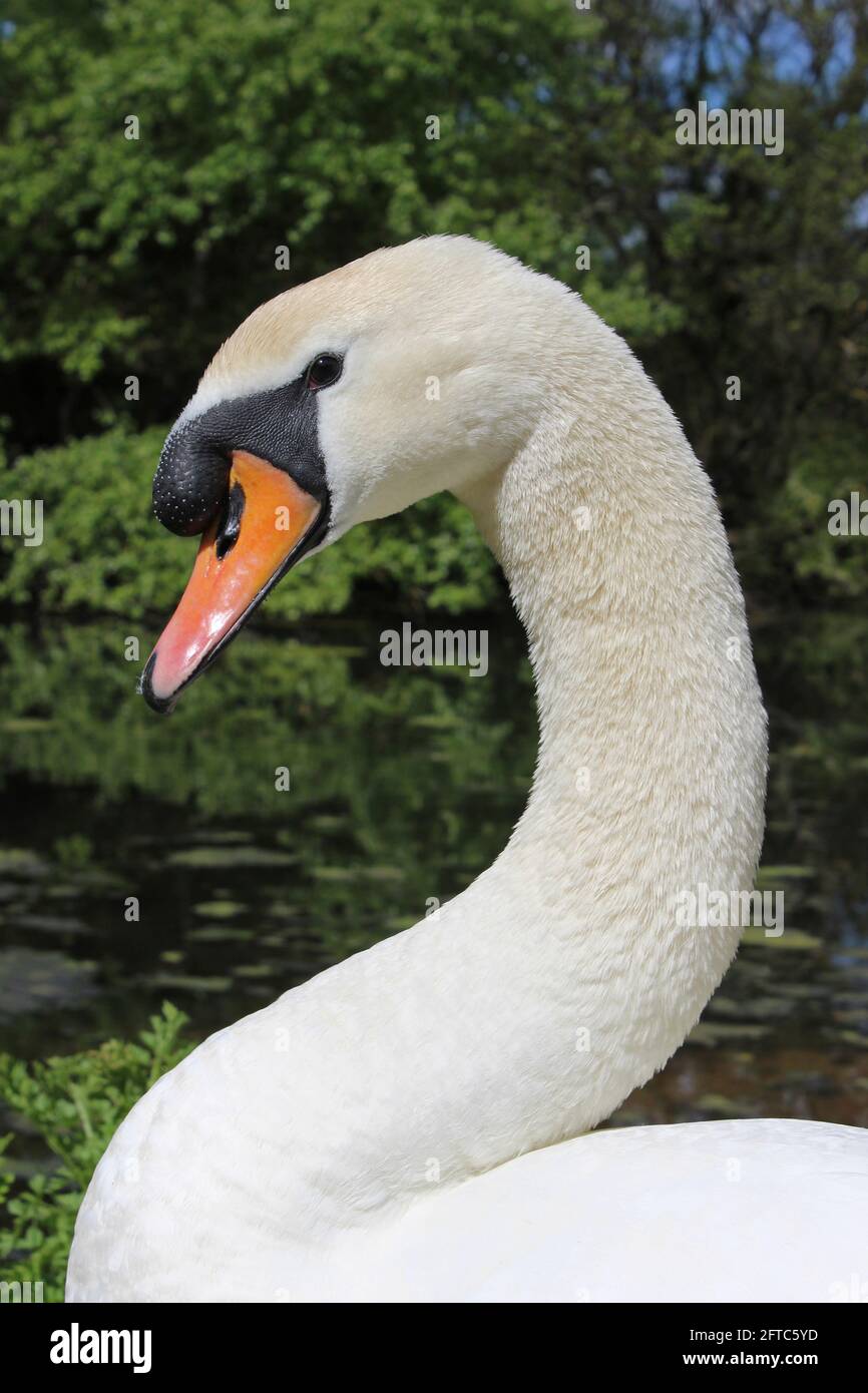 Mute Swan - Cygnus olor - cob - Portrait Stock Photo