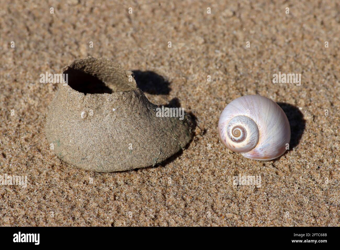 Necklace Shell (Euspira catena) and eggcase Stock Photo