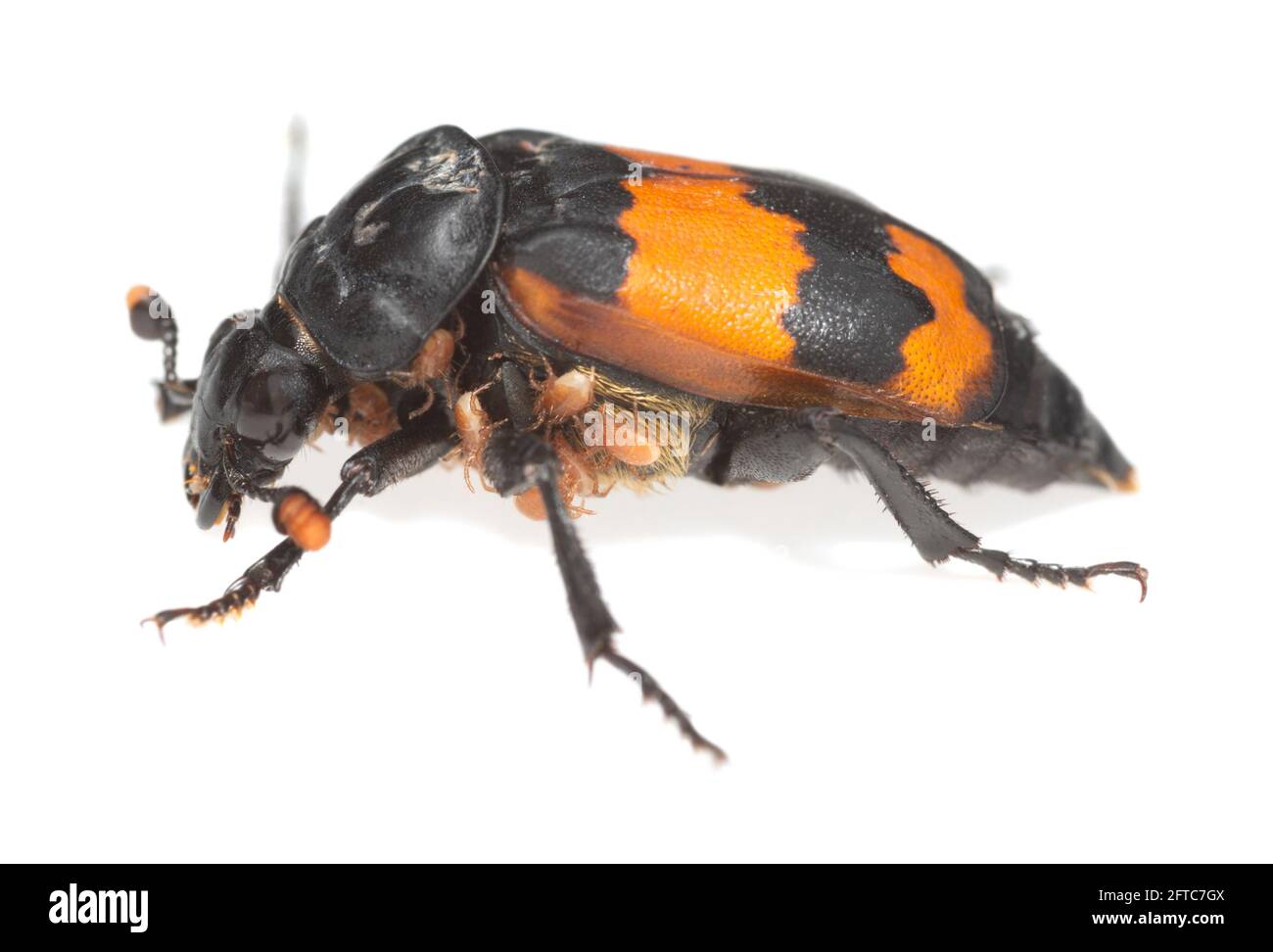Burying beetle, Nicrophorus investigator with parasites isolated on white background Stock Photo