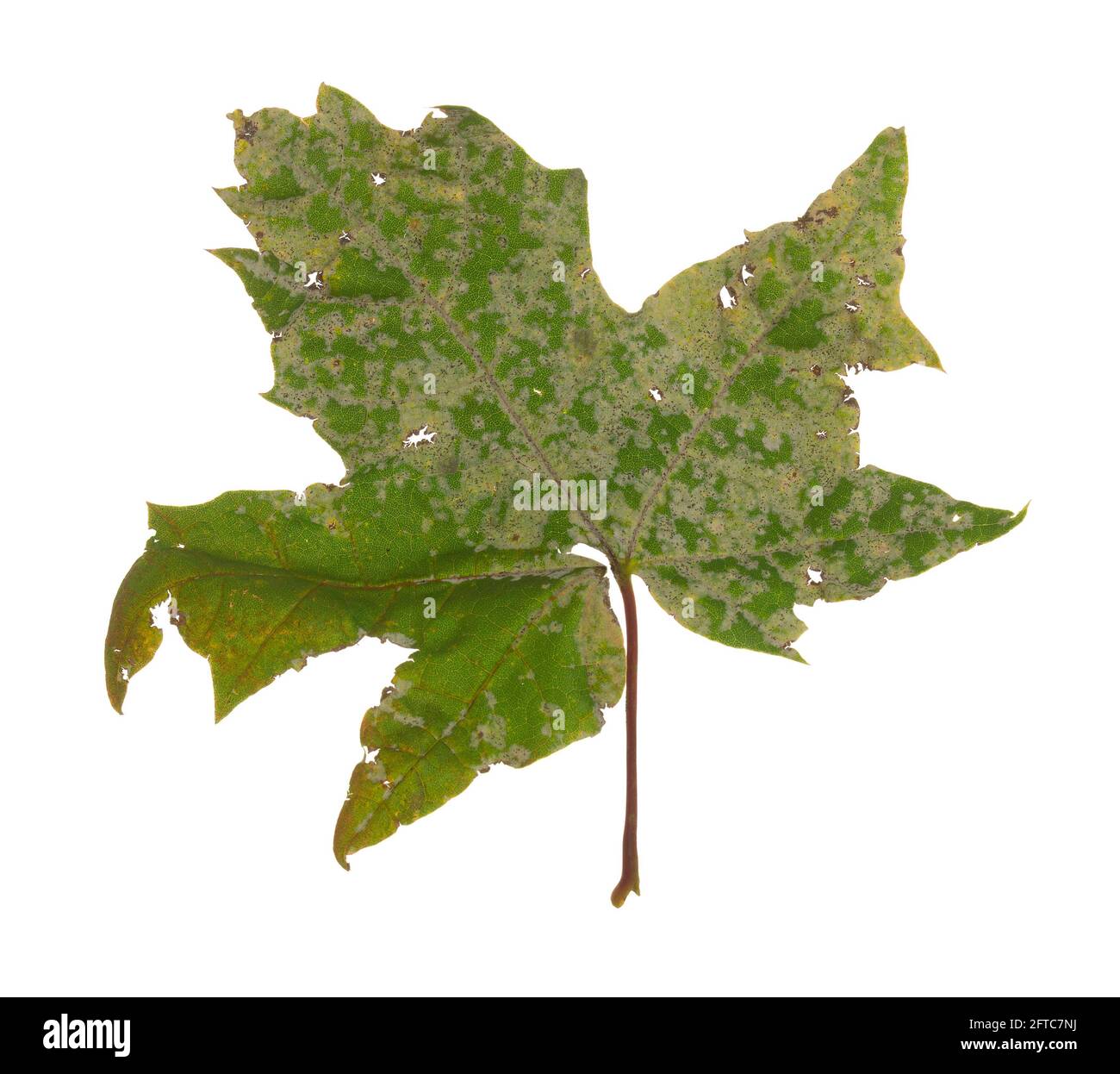 Powdery mildew on maple leaf isolated on white background Stock Photo