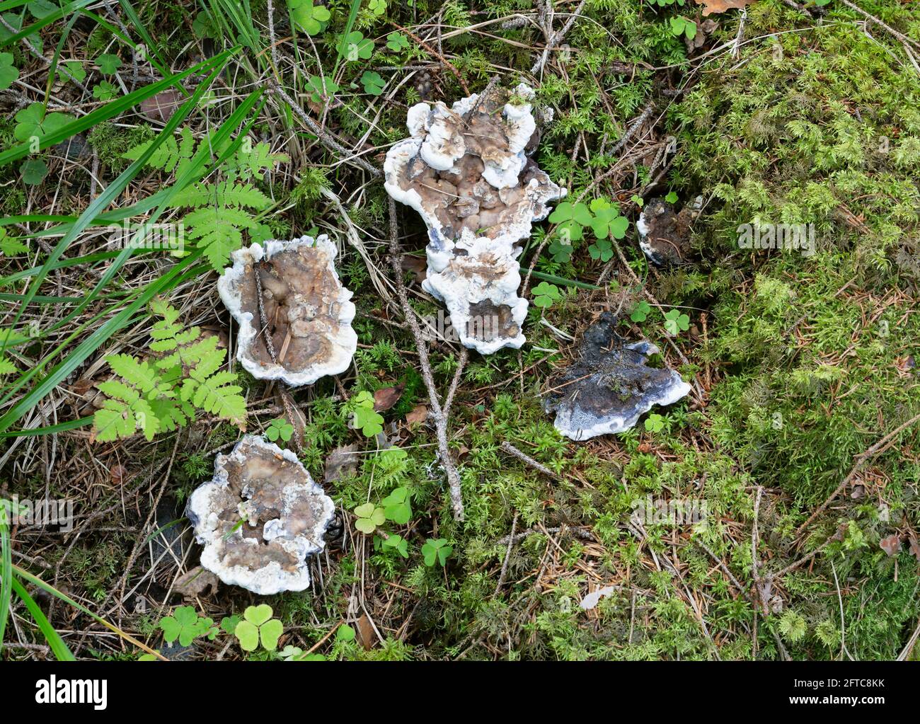 Hydnellum suaveolens mushrooms growing in natural environment Stock Photo