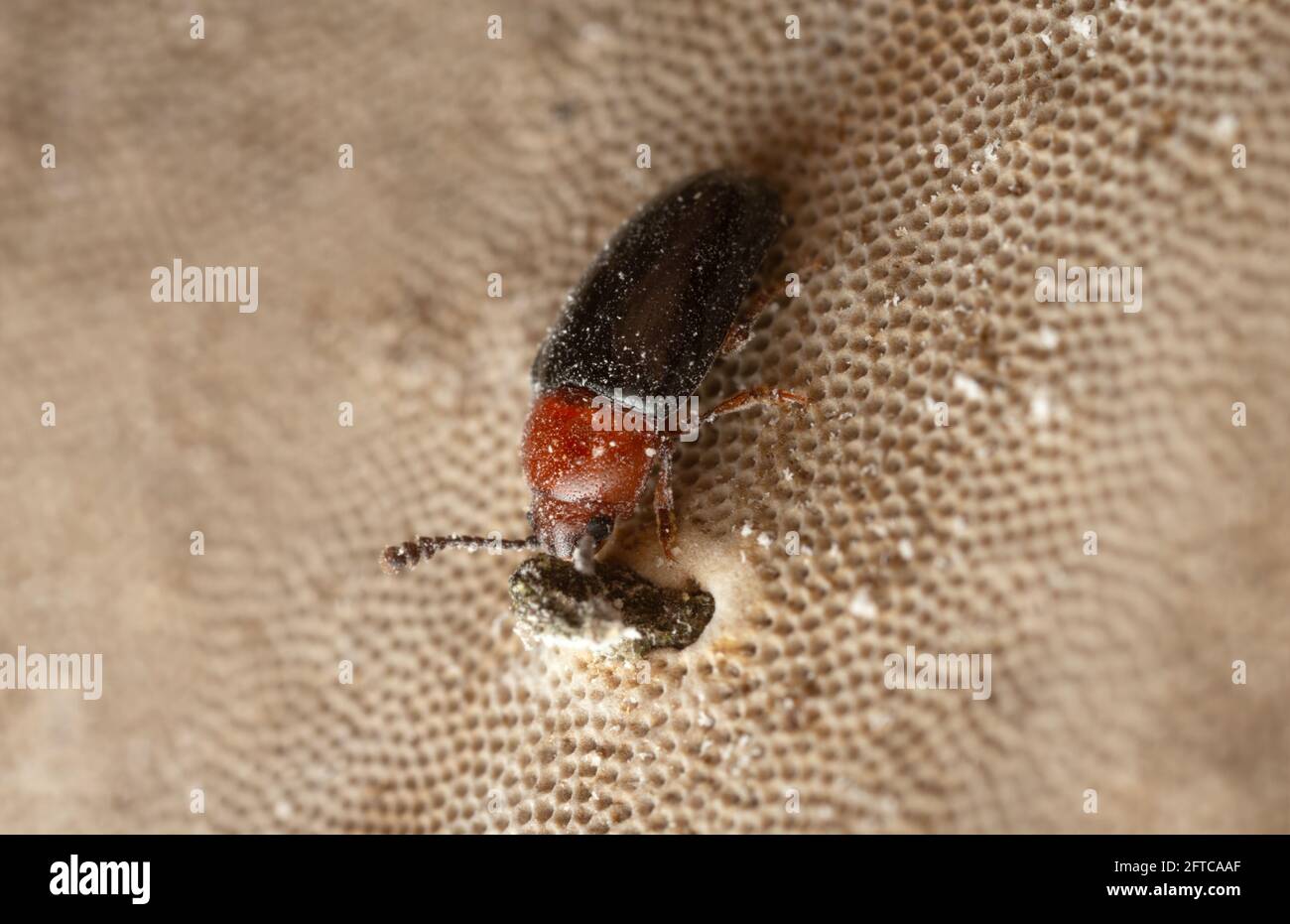 Pleasing fungus beetle, Triplax russica feeding on polypore Stock Photo