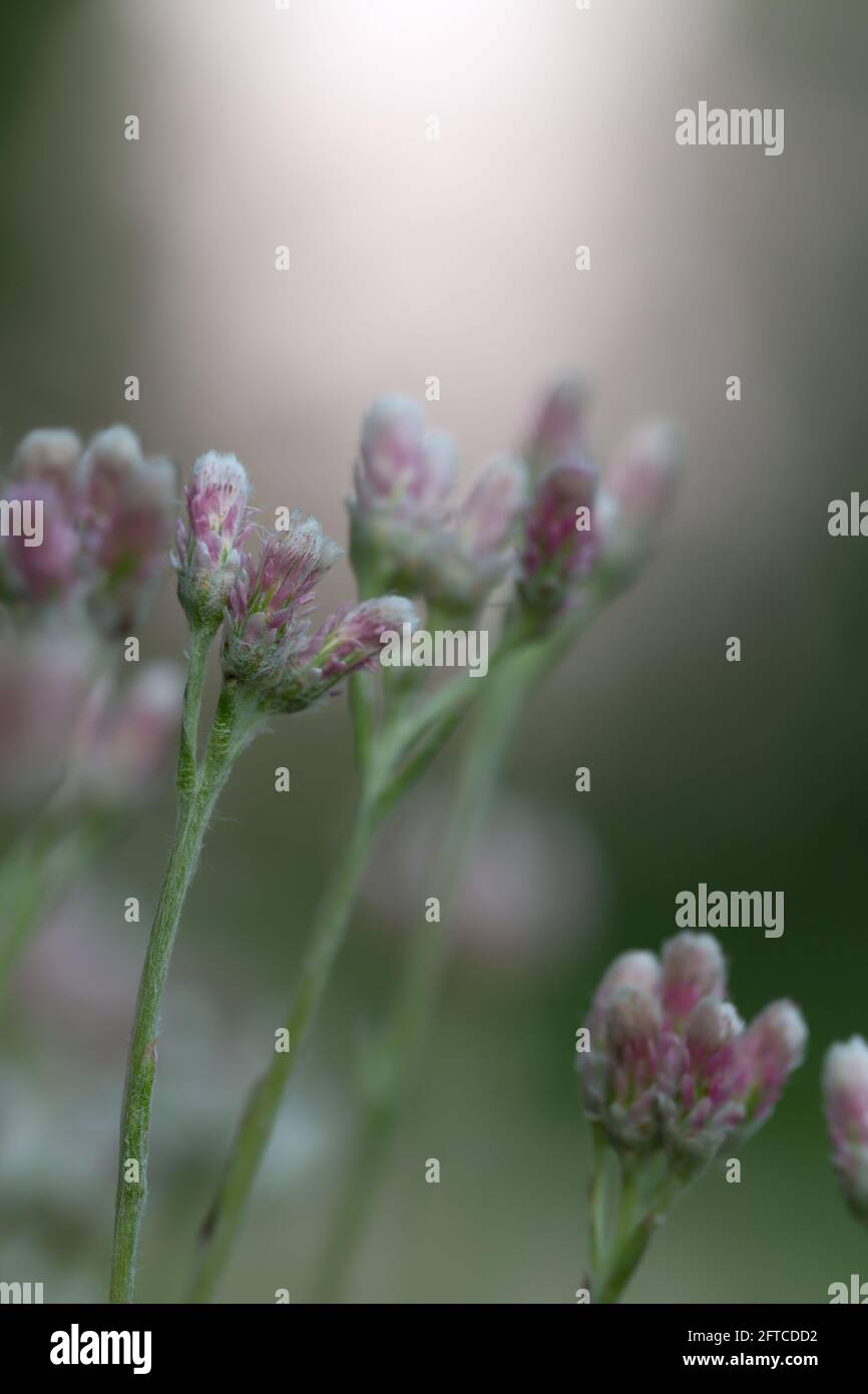 Blooming mountain everlasting, Antennaria dioica Stock Photo