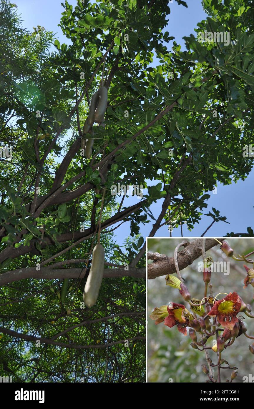 (210521) -- NAIROBI, May 21, 2021 (Xinhua) -- Undated combo file photo provided by Sino-Africa Joint Research Center (SAJOREC) shows Kigelia africana (Lam.) Benth., or sausage tree, which is widely found in Africa. The International Day for Biological Diversity falls on May 22. (SAJOREC/Handout via Xinhua) Stock Photo