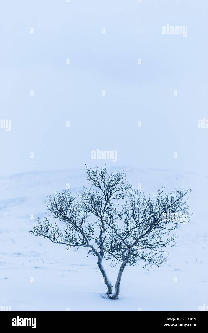 Birch tree on snow covered mountain Stock Photo